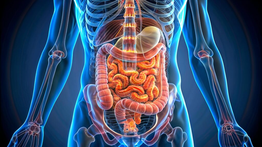 diagram stomach with word stomach it